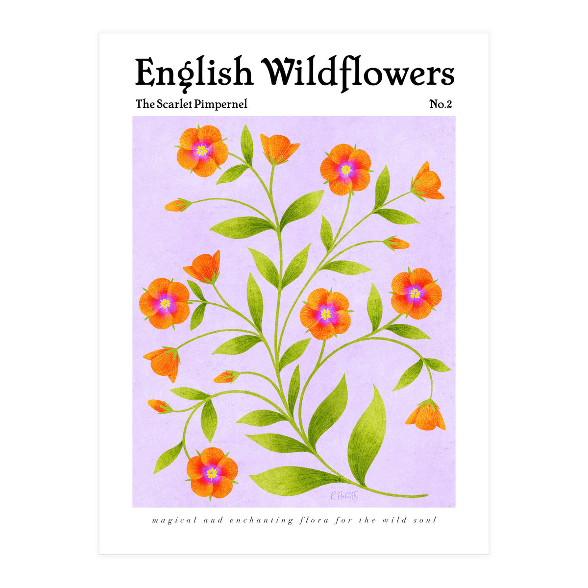 English Wildflowers | Scarlet Pimpernel  (Print Only)