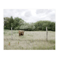 Cow in the farm (Print Only)