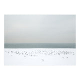 Seagulls in the winter snow beach (Print Only) thumbnail
