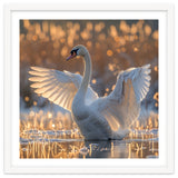 Swan Spreading Wings In Water Sunlight thumbnail