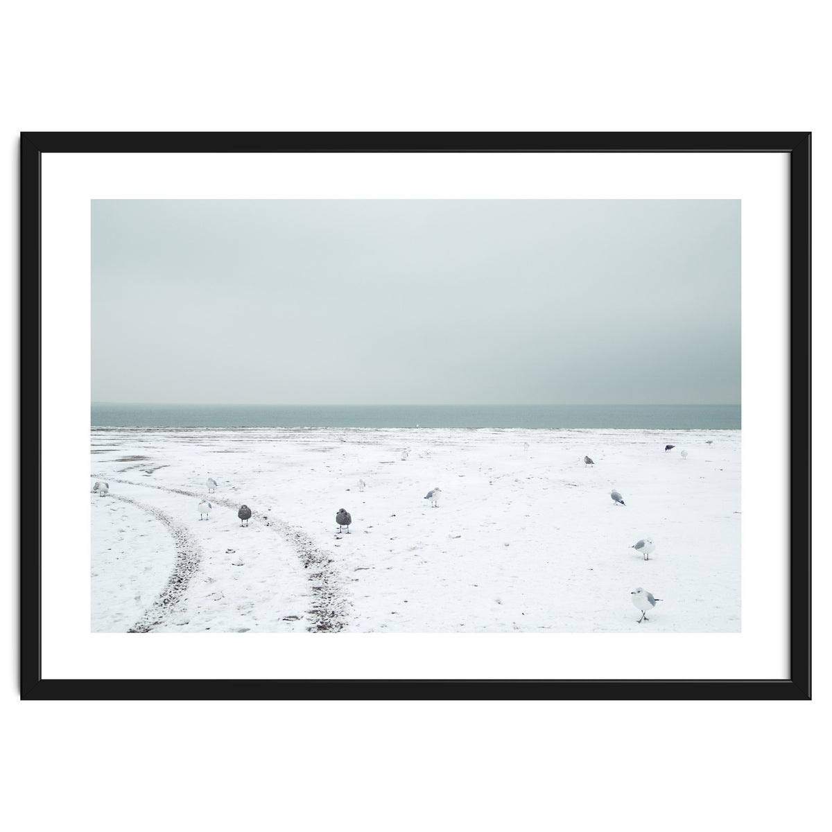 Seagulls in the winter snow beach