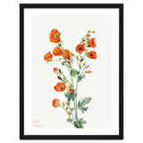 Mary Vaux Walcott – Scarlet Globe Mallow (Sphaeralcea grossulariaefolia) (1927) thumbnail