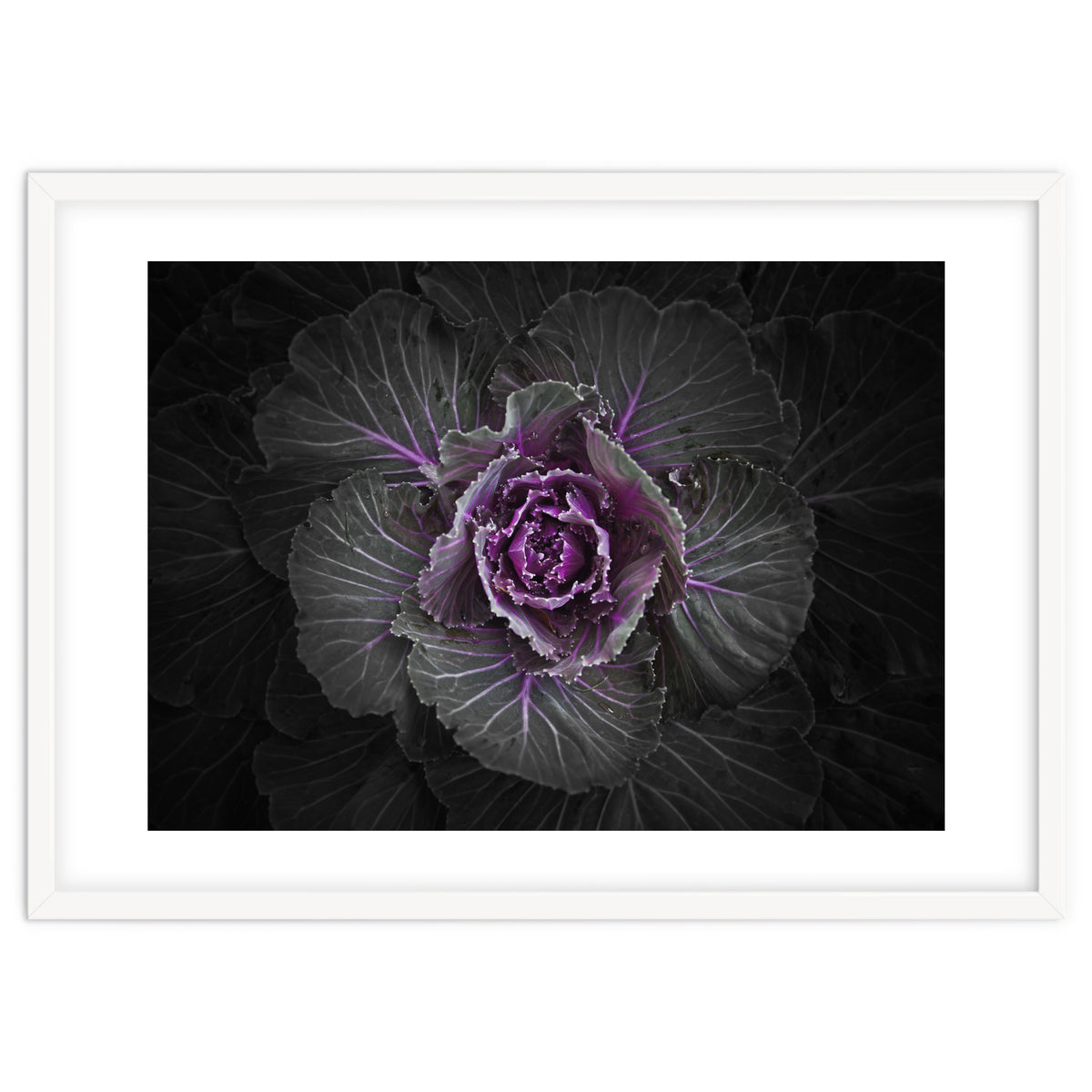 Backyard Flowers No 108 Color Version