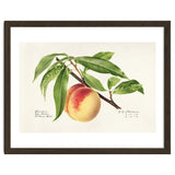 Royal Charles Steadman – Peach Twig (Prunus persica) (1918) thumbnail