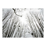 Bare trees in the winter sky (Print Only) thumbnail