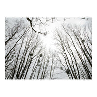 Bare trees in the winter sky (Print Only)