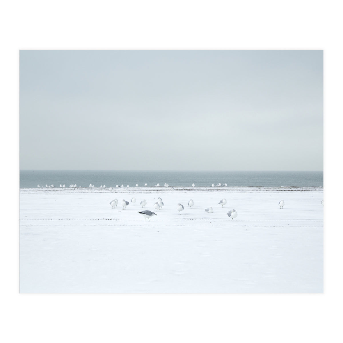 Seagulls in the Snow beach (Print Only)