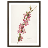 Royal Charles Steadman – Peach (Prunus persica) (1924) thumbnail