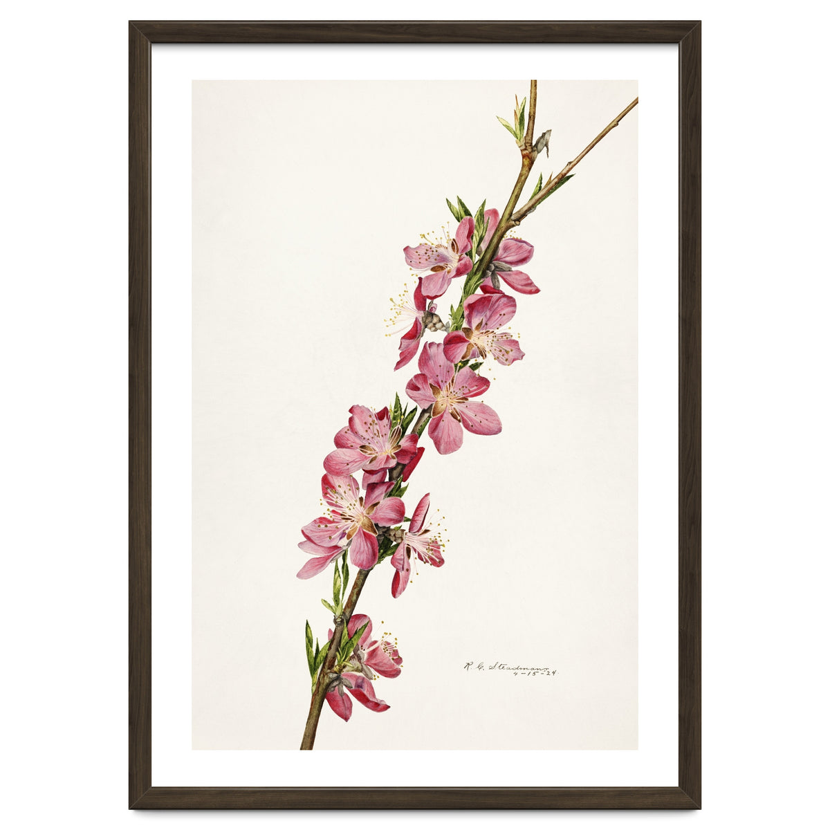 Royal Charles Steadman – Peach (Prunus persica) (1924)