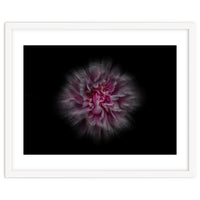 Backyard Flowers No 116 Color Flow Version