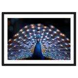 Close Up Peacock Showing Its Beautiful Feathers thumbnail