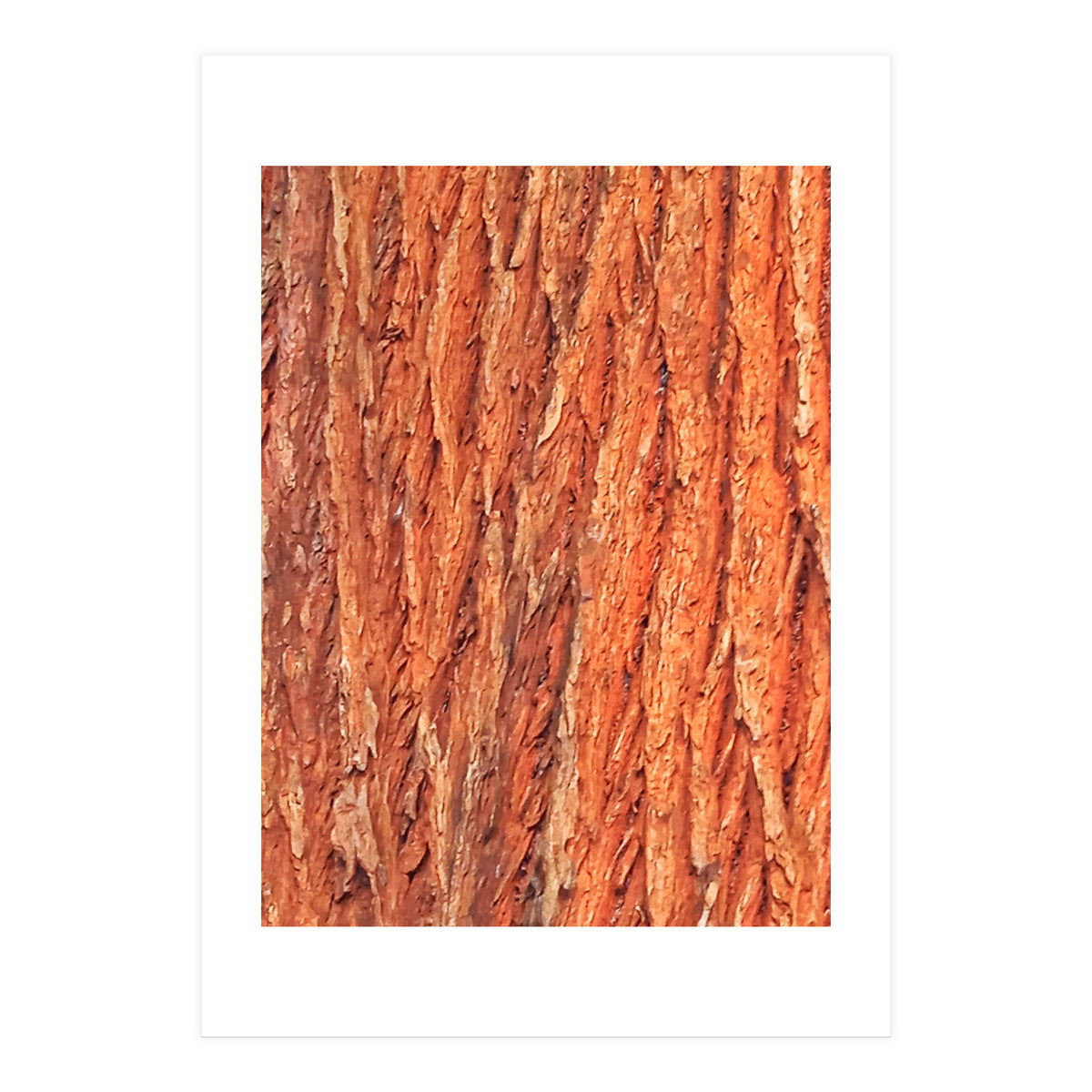 Tree Bark (Print Only)