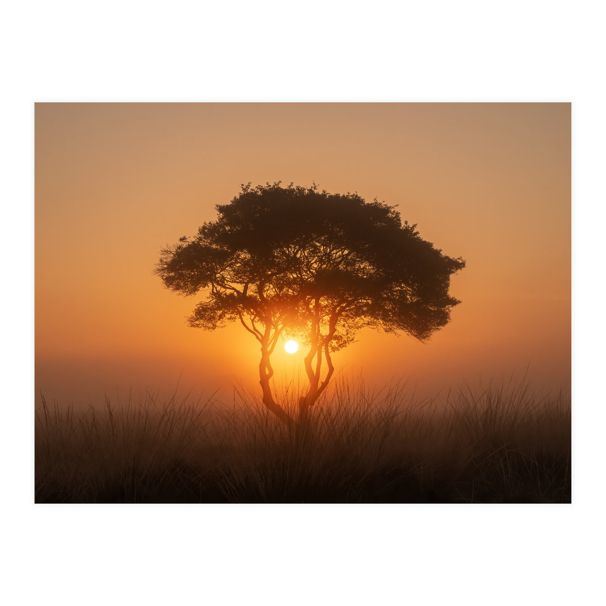 Tree at sunrise (Print Only)