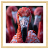 Close Up Of A Flamingo Bird Face, Pink Feathers thumbnail