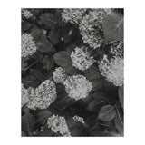 Hydrangeas | Black & White Portrait (Print Only) thumbnail