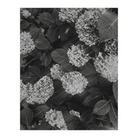 Hydrangeas | Black & White Portrait (Print Only)