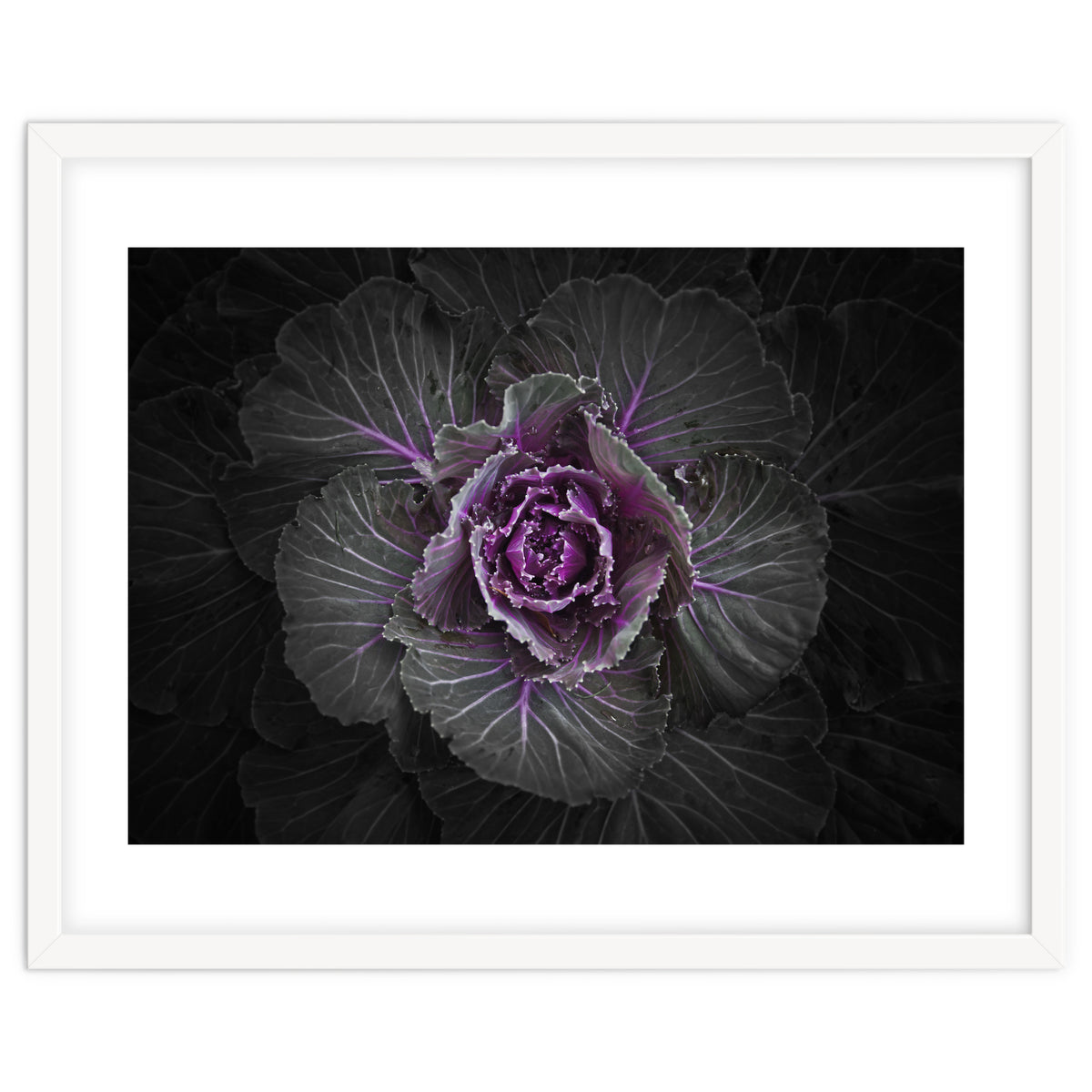 Backyard Flowers No 108 Color Version