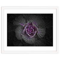 Backyard Flowers No 108 Color Version