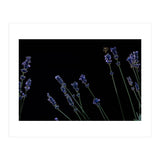 Honeybee and lavender (Print Only) thumbnail