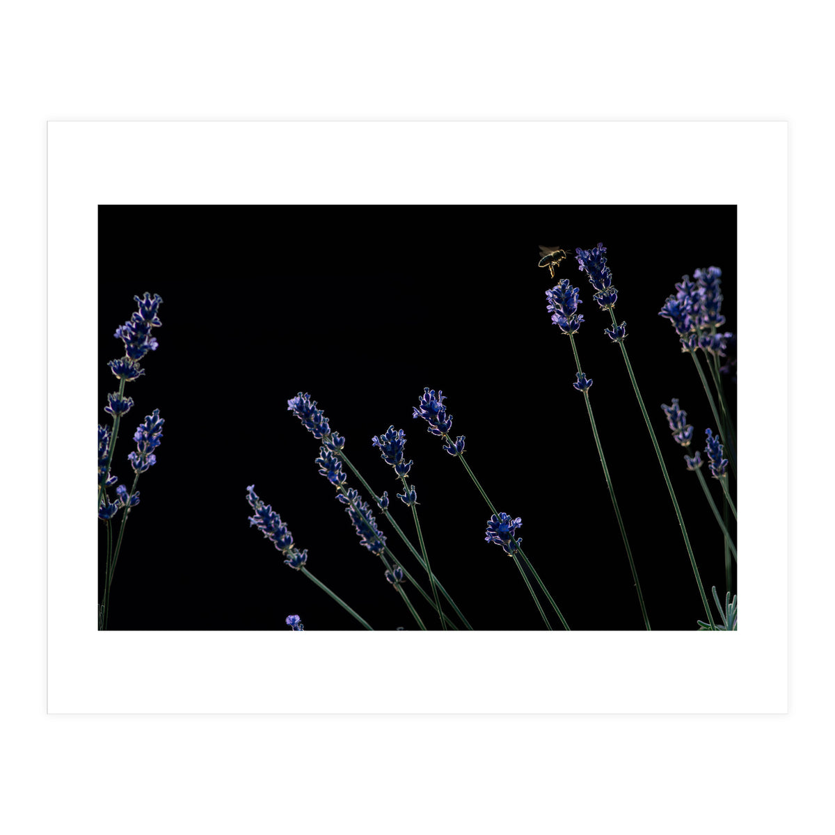 Honeybee and lavender (Print Only)
