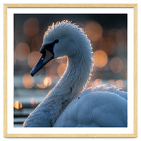 Close-up Shot of a Swan with Water Droplets