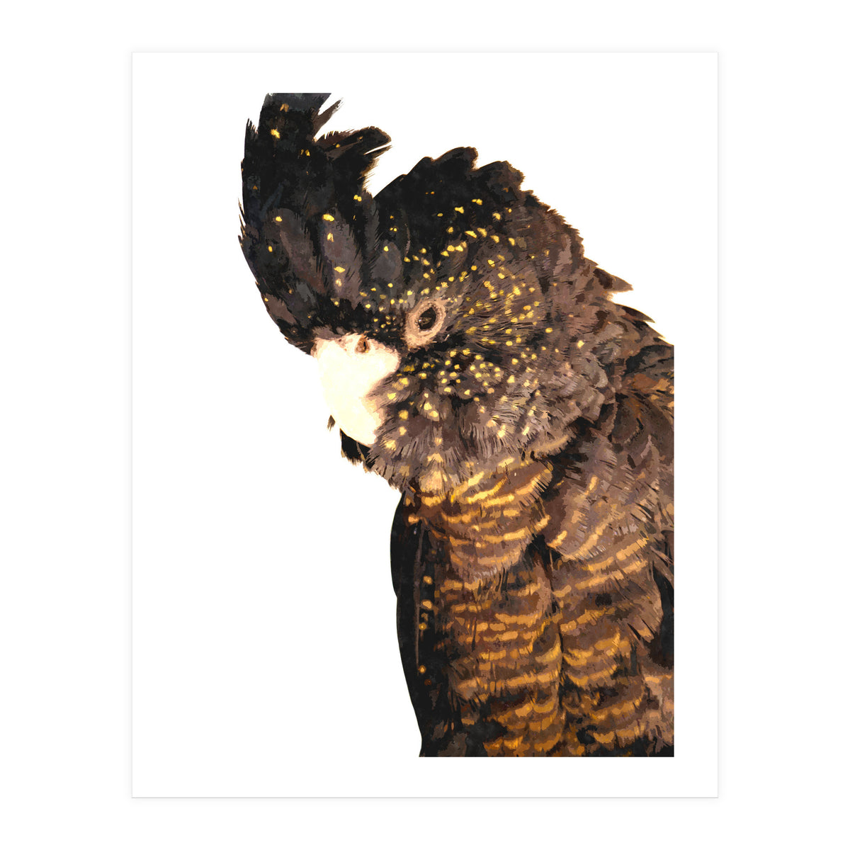 Black Cockatoo  (Print Only)