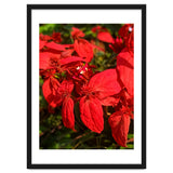 Red Quisqualls Plant Flowers thumbnail