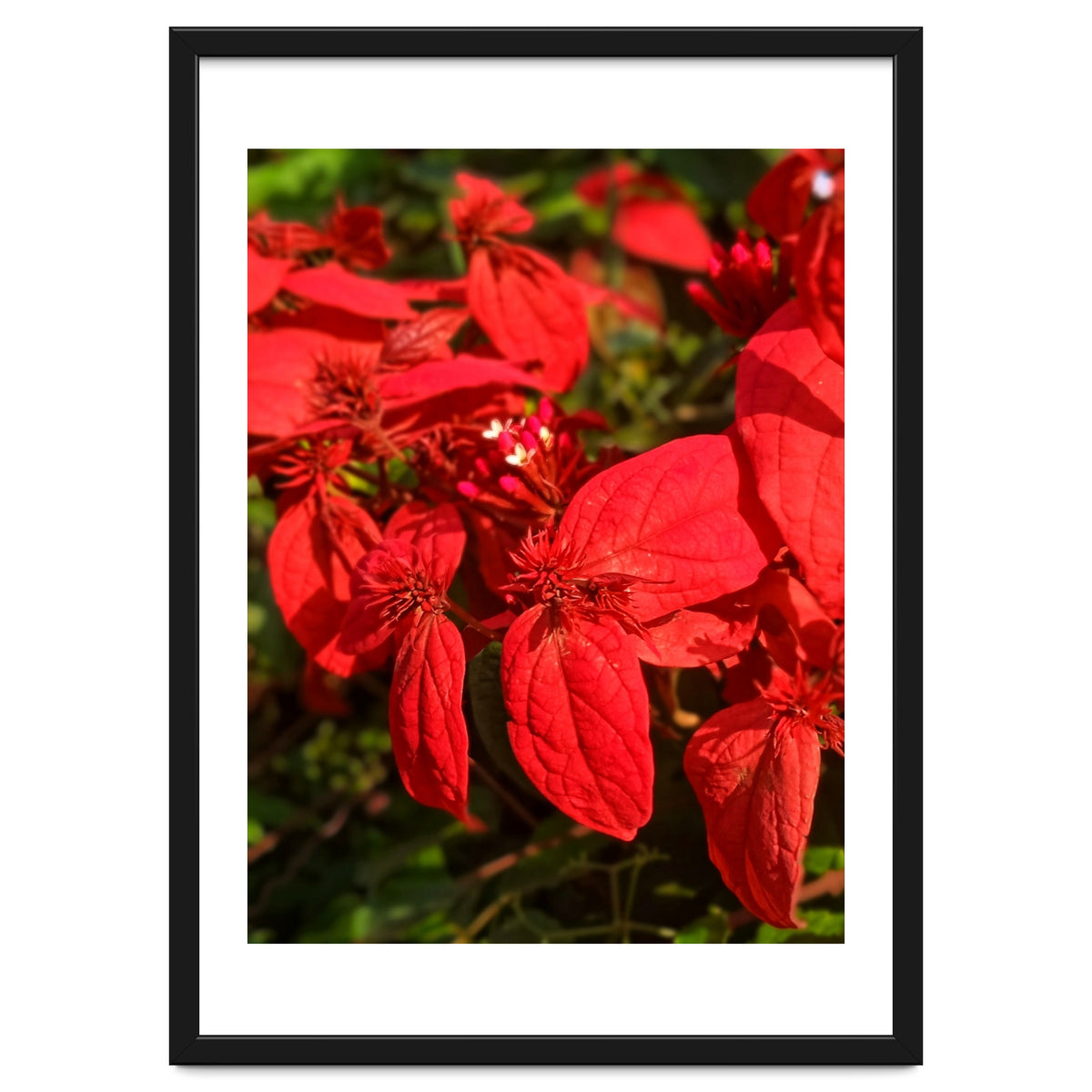 Red Quisqualls Plant Flowers