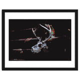 Deer Skull thumbnail