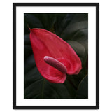 Red Anthurium Flower thumbnail