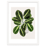 Maranta Plant thumbnail