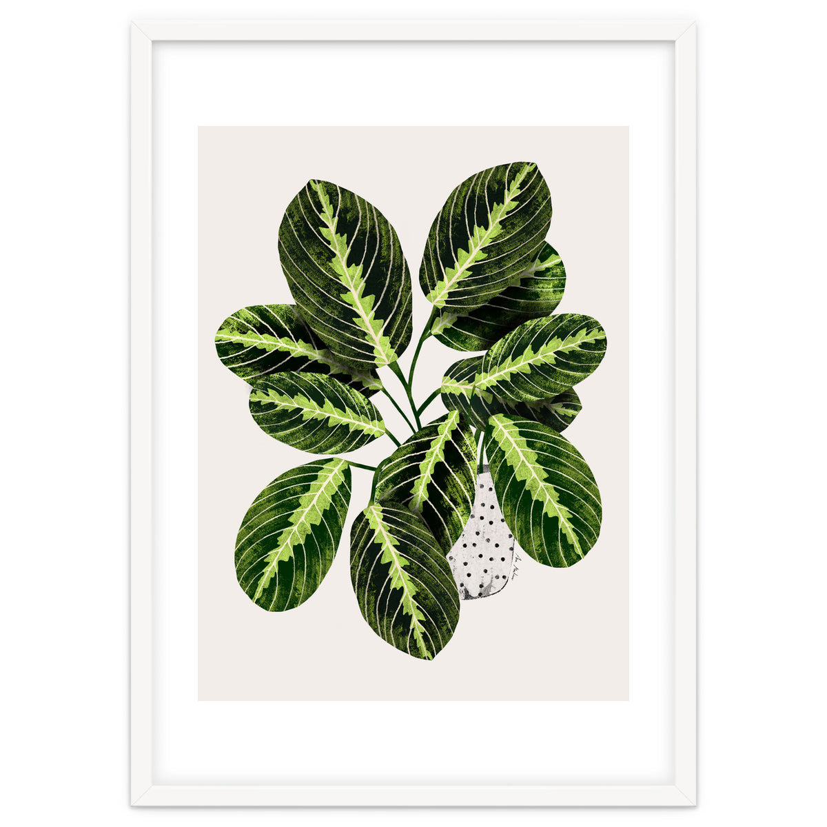 Maranta Plant