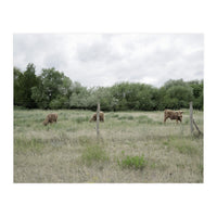 Cows in the farm (Print Only)