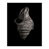 Shells No 2 (Print Only) thumbnail