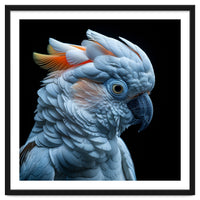 Close Up Of A Cockatoo Parrot Head