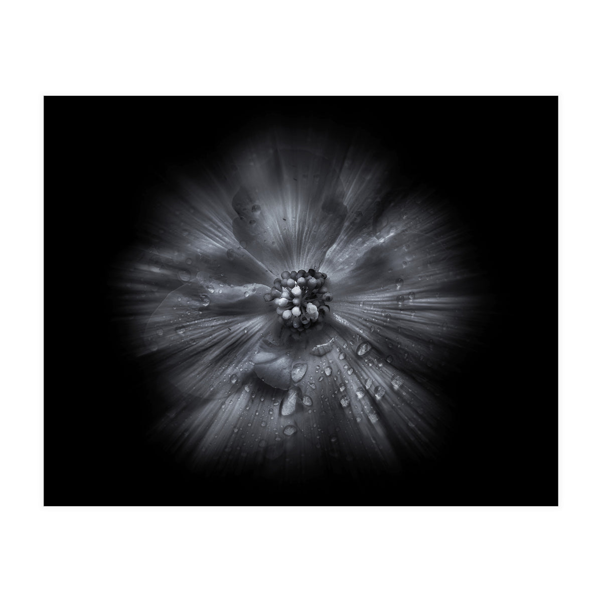 Backyard Flowers In Black And White No 66 Flow Version (Print Only)