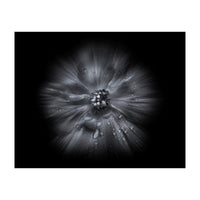 Backyard Flowers In Black And White No 66 Flow Version (Print Only)