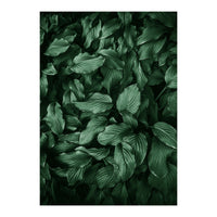 New Foliage Green Ii (Print Only)