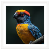 Close Up Colorful Parrot Perched On A Branch thumbnail