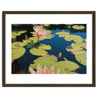 Lotus Pond | Landscape