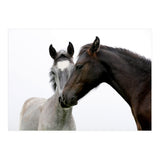 Two Horses (Print Only) thumbnail