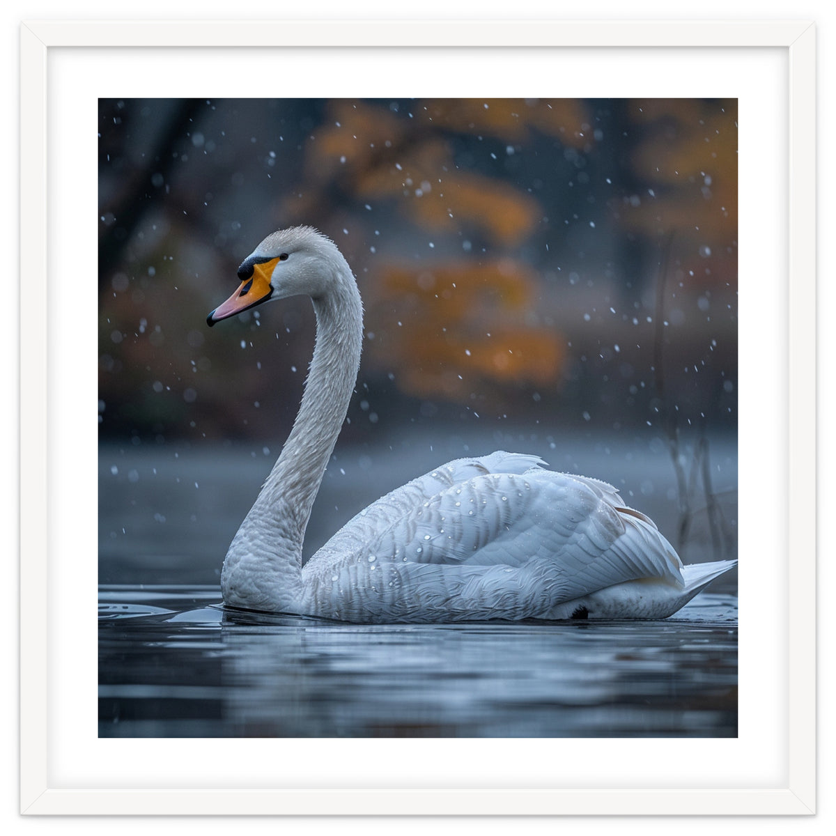 Swan Floating Gracefully On Water In Autumn