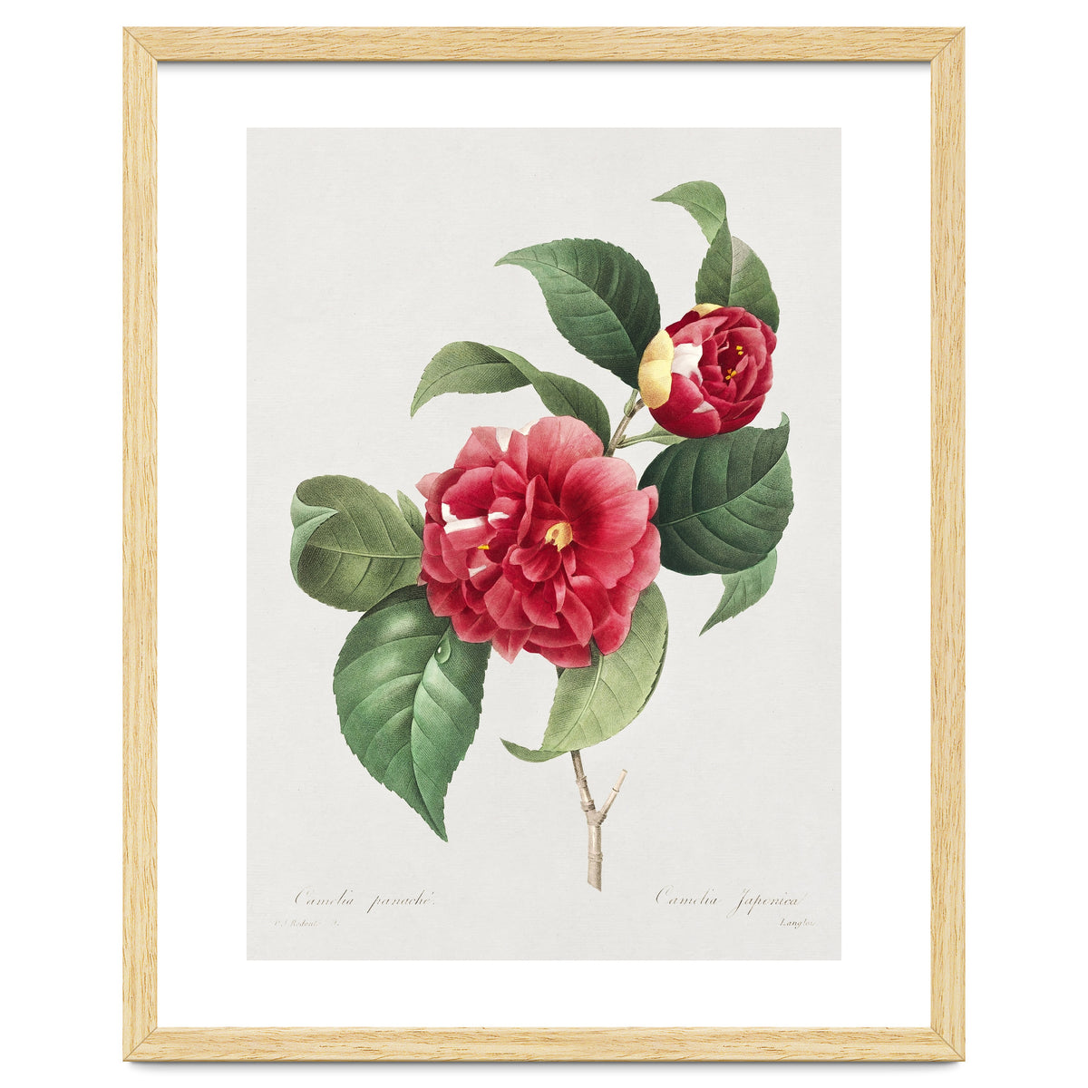 Pierre-Joseph Redouté – Finest Flowers and Fruits (1833)