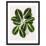 Maranta Plant thumbnail