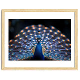 Close Up Peacock Showing Its Beautiful Feathers thumbnail
