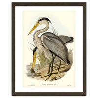 Elizabeth Gould – Great Grey Heron (Ardea leucophaea) | Birds of Australia Illustration