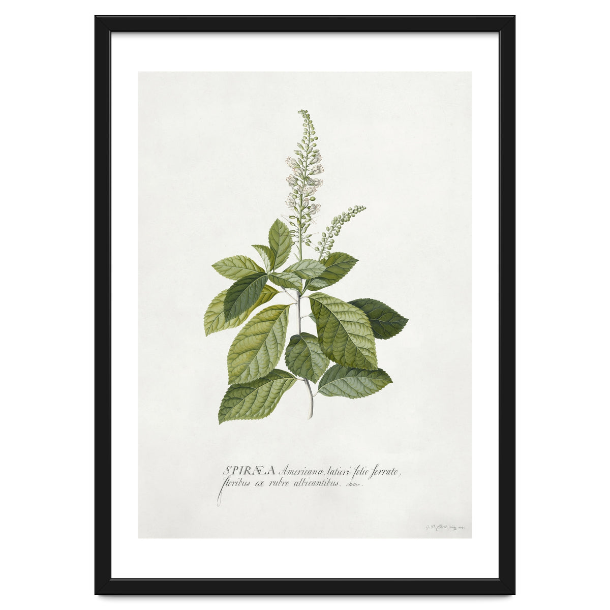 Georg Dionysius Ehret – Cinnamomum Illustration (1708–1770)