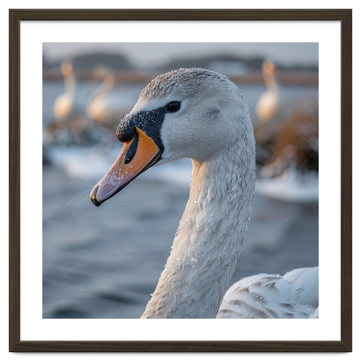 Majestic Swan Portrait In Snowy Waters