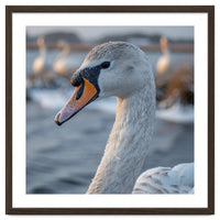 Majestic Swan Portrait In Snowy Waters