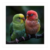 Two Lovebirds Sitting Together On A Branch (Print Only)